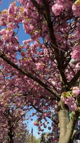 Cherry blossoms peak at Berlin park during spring afternoon