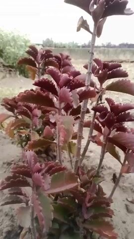 The video displays a close-up view of several small plants with thick, succulent-like leaves. The leaves are primarily a deep reddish-purple color with some green undertones and have serrated edges. The plants are growing in sandy soil, and in the background, there is a low concrete wall or structure, some dry grass, and a hazy sky. The camera pans slightly, focusing on the textured leaves and stems of the plants. There are no people or animals visible in the video.
