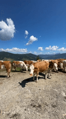 Summer morning in Flachau: alpine meadows, forest trails, and cows