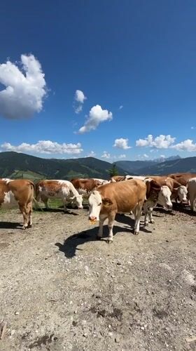 Summer morning in Flachau: alpine meadows, forest trails, and cows