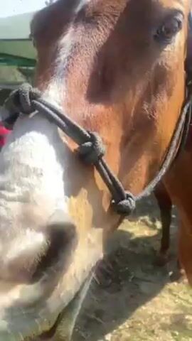 The video shows a close-up of a brown horse with a white blaze eating green grass through a fence. The horse is wearing a rope halter and a saddle. The environment appears to be a horse pen with a green sun shade in the background. The sky is blue. The camera initially focuses on the horse's face, then pulls back to show its body and saddle.
