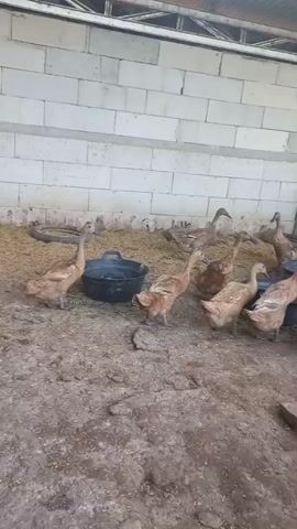 The video shows a group of ducks inside a pen. The pen is made of bamboo and has a dirt floor. There are also some empty black bowls and some feed scattered around. The ducks are mostly brown, but there is one white duck in the middle of the pen. The pen appears to be enclosed by a wall made of concrete blocks and a metal roof. The ducks are standing and walking around, and some of them are interacting with each other.
