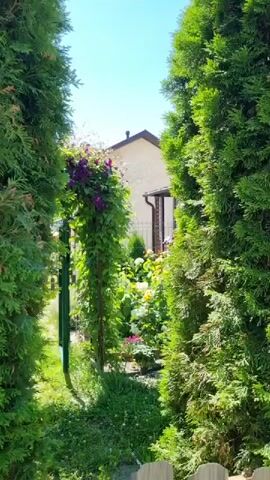 The video shows a garden with a large green archway covered in ivy and purple flowers. On the left and right sides of the archway are tall green trees. Beyond the archway, there is a pathway made of stones leading into the garden. The garden contains various colorful flowers, including roses, and a house with a light-colored wall and a brown roof is visible in the background. The sky is clear and blue, indicating a sunny day. The video pans slightly to the right, revealing more of the garden and the house.