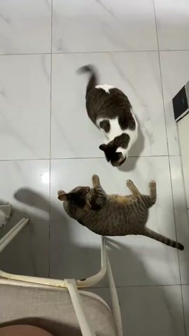 A top-down, medium shot captures two domestic cats on a light-colored, tiled floor. The cat in the foreground is striped brown and black, lying on its back with its paws in the air. It appears to be grooming itself. To the left of this cat, a white baby swing with light brown fabric is partially visible. The second cat, located above and to the right of the first, is mostly white with dark brown patches. It is standing and looking down, possibly at the other cat or something on the floor. The environment appears to be indoors, with a hint of a white baseboard or cabinet on the far right edge of the frame.