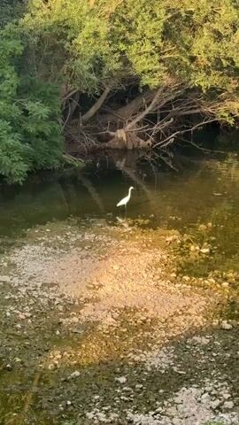 A white egret stands in shallow water near a rocky shore. Trees with bare branches overhang the water's edge, casting reflections on the surface. A dark shape, possibly a fish or another bird, moves in the water to the left of the egret. The lighting suggests it is either early morning or late evening.