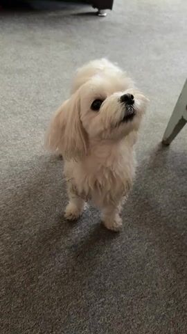 A small, white, fluffy dog, possibly a Maltese or Shih Tzu mix, is standing on a grey carpet. The dog has dark eyes and a dark nose. Its fur appears a bit tousled. The dog is looking up, with its mouth slightly open, as if it is about to bark or has just barked.

In the background, a portion of dark brown furniture is visible on the left, and the leg of a light blue chair or table is on the right. The scene appears to be indoors, likely in a home setting, given the carpet and furniture. The lighting suggests it could be daytime, but the specific time of day or weather conditions are not discernible. The dog's posture and expression convey a sense of alert anticipation or playfulness. There is no visible text in the media file. The location context provided is Petropavlovsk-Kamchatsky, Russia, but there are no visual cues within the image itself that specifically confirm this location.