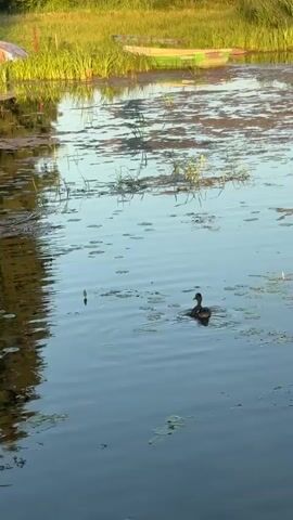 A duck swims in a calm body of water, rippling the surface. The water is surrounded by green grass and reeds. In the background, there are two boats docked and a red car parked on the grass. The scene appears to be set in a rural or natural environment, possibly during the daytime.