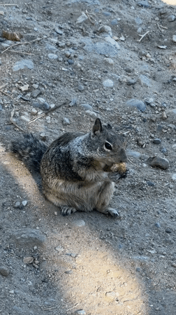 Ground squirrels roam a Folsom park near a lake