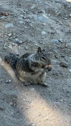 The video shows two squirrels in a dry, rocky, outdoor environment. The foreground features a squirrel sitting on the ground, holding a piece of food in its paws and eating it. Its tail is bushy and curled over its back. The background includes more rocks, dirt, and some sparse vegetation. The lighting suggests it is daytime, with sunlight casting shadows. Another squirrel is visible further up the incline, also on the ground. The camera pans slightly to show more of the rocky terrain and vegetation.