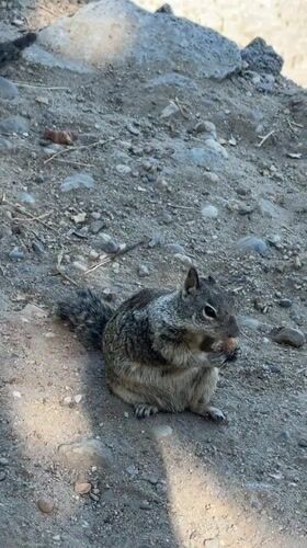 Ground squirrels roam a Folsom park near a lake
