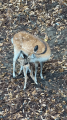 Rainy morning brings deer-visitor interactions at Nara Park