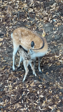 Rainy morning brings deer-visitor interactions at Nara Park