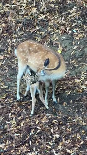 Rainy morning brings deer-visitor interactions at Nara Park