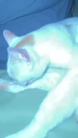 A close-up video shows a white and orange cat lying on what appears to be a green blanket or sheet. The cat is grooming itself, specifically licking its front paw and leg. The camera focuses on the cat's head and upper body, with a gray fabric visible in the background. The cat continues to groom its leg throughout the short clip.