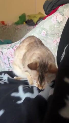 A tabby cat with brown and tan fur is on a bed covered with a floral patterned blanket and a black blanket with white designs. The cat is lying down, with its head resting on its paws, and its eyes are closed. The cat appears to be sleeping or resting. The background of the video is blurred, but it appears to be a bedroom with clothes piled on a dresser. The lighting is natural, coming from a window or overhead light.