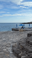 Labrador walks on stone terrace near Montenegro coast