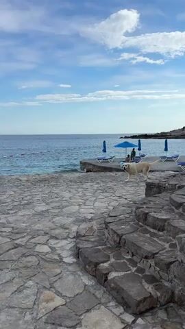 The video shows a dog, presumably a Labrador, walking on a stone terrace near the sea. The dog has light tan fur and a sturdy build. The terrace is made of uneven, flat stones, with stone steps visible in the foreground. In the background, the sea is a clear blue, with a red safety barrier rope and a small stone pier extending into the water. Two beach chairs with blue cushions and a closed blue umbrella are on the pier. A person is seated on one of the chairs. The sky is light blue with scattered white clouds. The dog walks slowly, looking around.