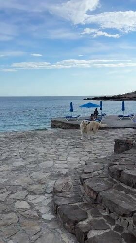 Labrador walks on stone terrace near Montenegro coast