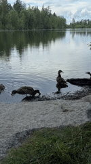 Ducks hanging out by a calm Tacoma lakeside