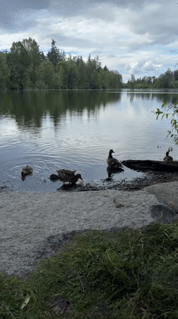 Ducks hanging out by a calm Tacoma lakeside