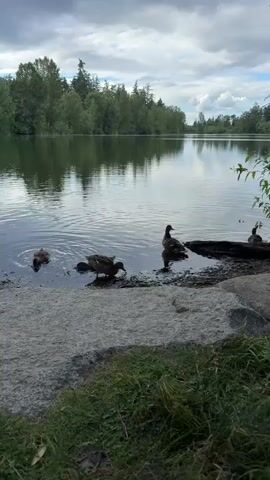 This is a vertical video clip showing a lake with ducks. In the foreground, there are large rocks and green grass. The water is calm with ripples. Several ducks are near the shore. One duck stands upright on the shore, looking to its right. Two other ducks are in the water, dipping their heads down as if feeding or drinking. Another duck swims further out into the lake, partially obscured by a fallen log. In the background, a treeline with green trees borders the lake, and the sky is overcast with clouds. The overall lighting is dim, suggesting it is either early morning or late afternoon.