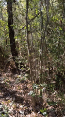 Forest walk documented in Primera Sección, Argentina