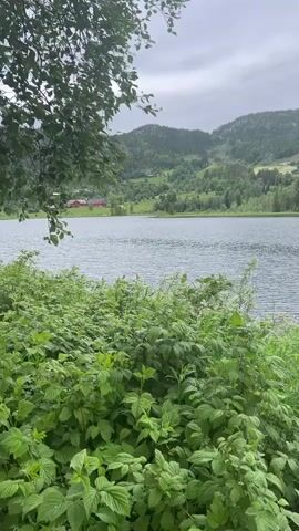 A serene landscape video showcases a body of water, likely a lake, with gentle ripples reflecting the overcast sky. In the foreground, lush green foliage, including what appears to be raspberry bushes, dominates the frame, providing a natural border to the scene. Beyond the water, rolling hills covered in dense green trees and patches of grass form the backdrop. Scattered across the hillsides are a few buildings, suggesting a rural or semi-rural environment. The overall impression is one of tranquility and natural beauty.
