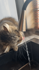 Lazy afternoon at home in Babruysk, cats everywhere