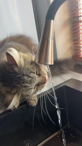 Lazy afternoon at home in Babruysk, cats everywhere