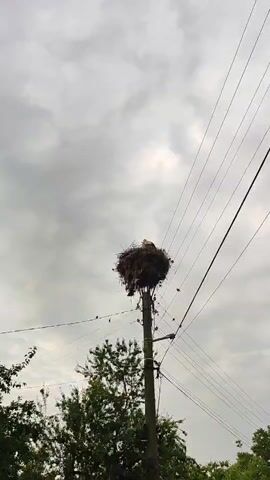A close-up shot captures a stork nest perched atop a utility pole, surrounded by various wires. A stork is visible within the nest. The sky is overcast. Smaller birds are perched on the wires below the nest.