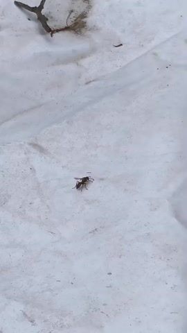 A close-up shot shows a single insect on a white surface. The insect is small and dark brown, with visible legs and antennae. The white surface appears to be some kind of fabric or tarp, with some dirt and debris scattered on it. A twig or branch is visible in the upper left corner of the frame. The insect is stationary for the duration of the clip.