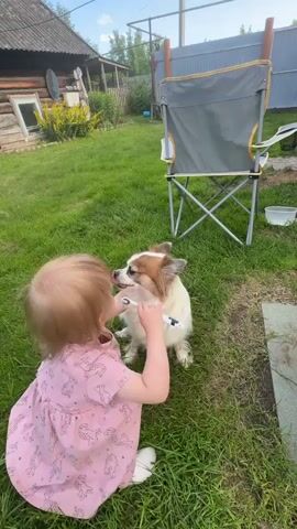 The video shows a young girl in a pink dress with a leopard print sitting on a grassy lawn. She is holding a toothbrush and appears to be brushing the mouth of a small, fluffy dog, likely a Chihuahua mix. The dog has white and brown fur and is looking away from the camera. The girl is smiling broadly.

The setting appears to be a backyard in a rural area. Behind the girl and dog, there is a wooden fence, a rustic wooden house with a window, and a grey folding camping chair. The grass is green and well-maintained. The sky is blue with some clouds, suggesting it is daytime. The overall atmosphere is lighthearted and playful, capturing a moment of gentle interaction between a child and her pet. There is no visible text in the video.