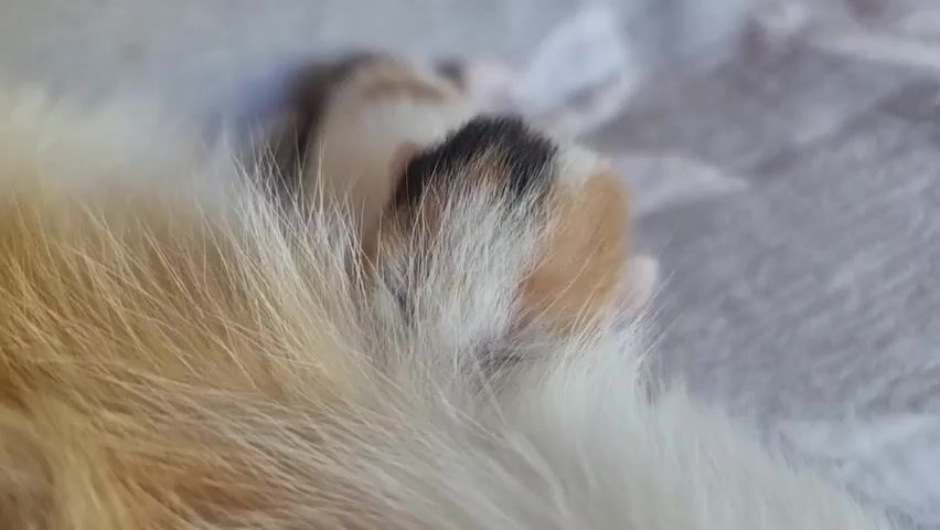 A close-up shot shows a calico cat's paw. The paw has fur that is a mix of white, orange, black, and brown. The cat is lying on a white surface. The video is static with no discernible movement other than a slight shift in focus.