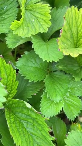 This video shows a close-up of green strawberry leaves, some of which are wet with water droplets. A small, light green grasshopper is visible resting on one of the leaves, near the center of the frame. The grasshopper is facing towards the left of the image and its long antennae are extended. The leaves are detailed, with visible veins and serrated edges. The lighting suggests an outdoor setting, possibly after rain. The camera focuses on the grasshopper and the surrounding foliage.