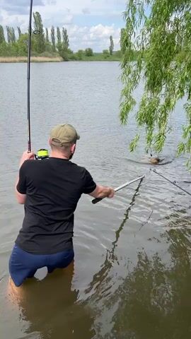 A man is fishing in a body of water. He is standing knee-deep in the water, holding a fishing rod in his left hand and a fishing net in his right hand. He reels in his catch. The man is wearing a black t-shirt, blue shorts, and a light brown baseball cap. A fishing pole is to his left. There is a willow tree to his right. In the background, there is a calm body of water, trees, and a cloudy sky.