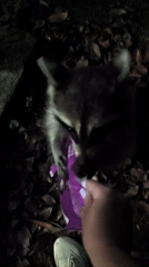 Raccoon and cats get fed on a Sochi night