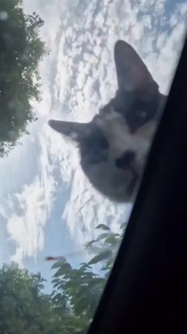 A cat with white and black fur is perched on what appears to be the outside of a car window. The camera is positioned inside the car, looking up and out through the glass. The cat's face is close to the window, and its whiskers are visible. The sky with clouds and green trees can be seen through the window in the background. The cat appears to be sniffing or looking at something on the window. The lighting suggests it is daytime.