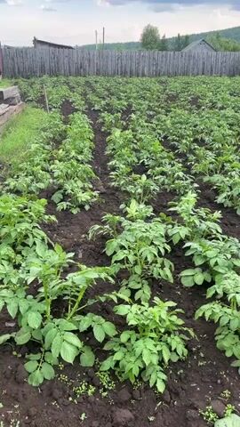A drone slowly moves over a large field of potato plants. The plants are young and green, growing in neat rows. The soil is dark and rich. A wooden fence runs along the back of the field, and behind the fence are trees and hills. The sky is cloudy. The video is shot in landscape orientation.
