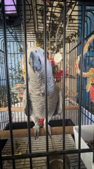 Caged African Grey parrot and sunny urban streets documented