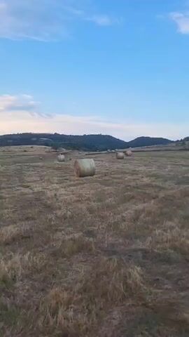 A dog is running through a field of dry grass. Several round hay bales are scattered across the field. In the background, rolling hills are visible under a blue sky with some clouds. The dog is dark-colored with a wagging tail and appears to be running towards the camera.