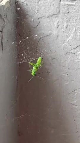 A small, bright green insect is caught in a spiderweb spun in the corner of a wall. The wall appears to be made of concrete, and is painted a light gray color. The insect is upside down in the web, its legs tangling in the strands.