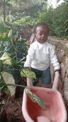 A Nigerian garden property, its animals, plants, and daily life