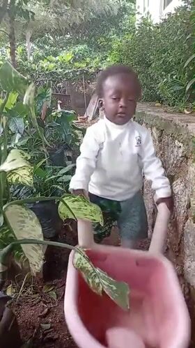 A Nigerian garden property, its animals, plants, and daily life