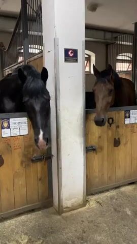 Two horses are in stalls. The horse on the left is black with a white marking on its nose. The horse on the right is brown. The stalls have wooden doors and metal bars. There is a white pillar between the two stalls. A sign with a red circle and a line through it is attached to the pillar. The floor of the stable is concrete and appears to have hay scattered on it. The lighting is artificial, coming from overhead fixtures.