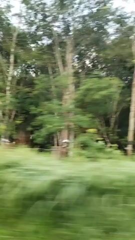 The video shows a fast-moving view of roadside scenery, likely filmed from a vehicle. Dense green vegetation and trees dominate the foreground and background, creating a blurred effect due to the speed. The sky is overcast and pale. Utility poles and power lines are sporadically visible against the sky.