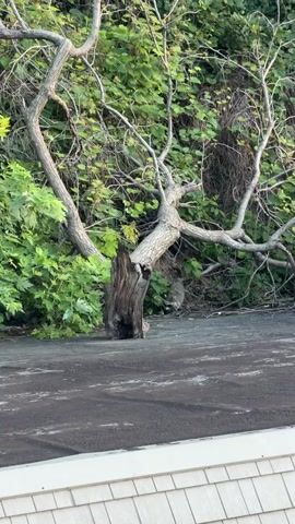 A video clip shows a small animal with grey fur and pointed ears peeking out from behind a dead tree trunk. The animal is positioned in the middle-right of the frame. The background consists of dense green foliage. In the foreground, there is a dark-colored, textured surface that appears to be a roof or pavement, with the white shingles of a building visible at the bottom of the frame. The lighting suggests it is daytime, possibly late afternoon or early morning, with soft light illuminating the scene.