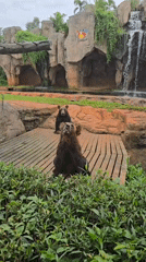 Bears and lions at rest in a Hainan zoo enclosure