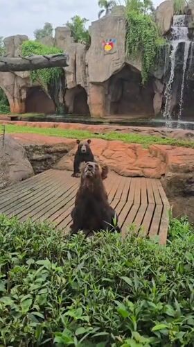 Bears and lions at rest in a Hainan zoo enclosure