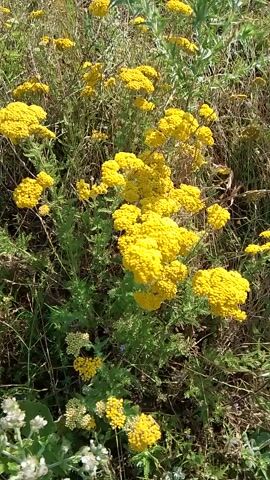 The video begins with a close-up shot of yellow wildflowers and green foliage in a natural setting, likely a meadow or field. The camera then pans out to reveal a herd of cattle grazing on a grassy hillside under a clear blue sky. The scene suggests a rural landscape, possibly in Krasnostepnovskoye, Russia, given the provided location context.

The cattle, including cows and calves, are scattered across the undulating terrain, some actively grazing while others rest. The sunlight appears bright, indicating it is likely daytime, and the weather seems fair, conducive to outdoor activity. The overall atmosphere is peaceful and pastoral, showcasing a typical rural scene with livestock in a natural environment.

No text is visible in the video. The focus is on the natural beauty of the landscape and the simple, everyday life of the cattle. The video captures the essence of a tranquil countryside, with the gentle activity of grazing animals set against a backdrop of lush greenery and wildflowers.