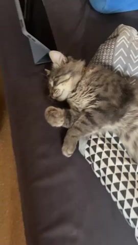 A hand gently pets a sleeping cat on a bed. The cat, a fluffy gray tabby, is lying on its side with its eyes closed and paws tucked in. The bed has dark gray sheets and a pillow with a geometric pattern. A tablet device is visible in the background.